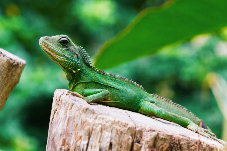 Iguana en arbol