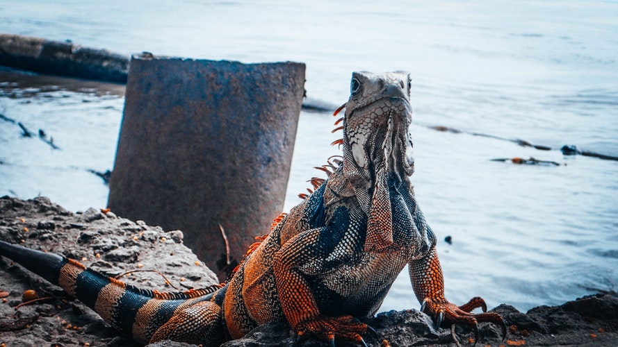 iguana en mar