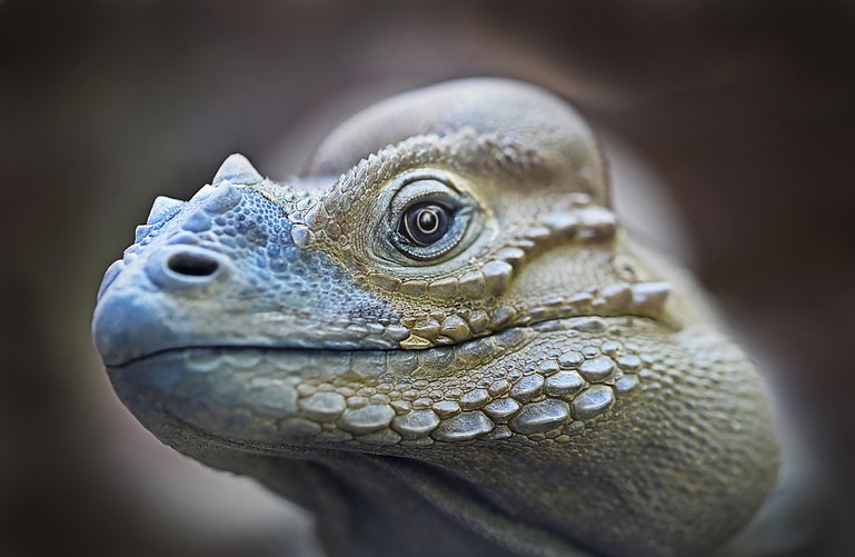 iguana frontal