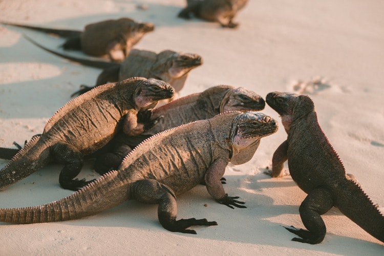varias iguanas